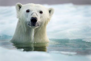 Illustration for article titled The best nature photo of the year is this badass polar bear